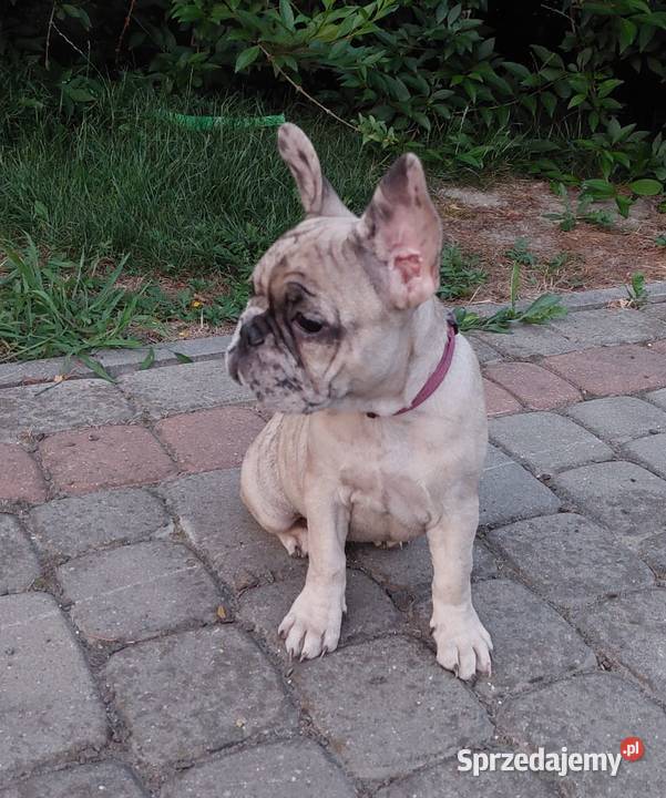 Buldog Francuski szczeniaki Mogielnica sprzedam