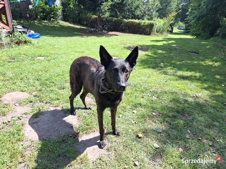 Owczarek Holenderski FCI szczeniaki pomorskie Rumia