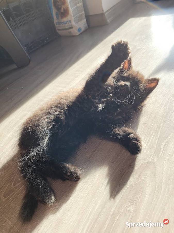 Kotki Maine Coon Polesie Mikułowskie sprzedam