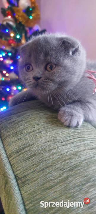 kotki brytyjskie Rejowiec