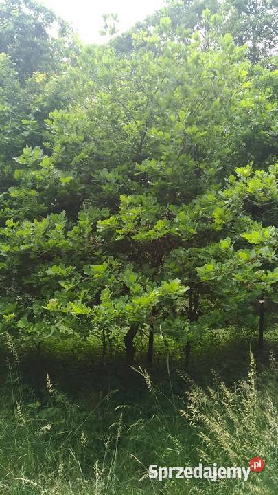 Drzewka Dąb Sosna Brzoza kopane