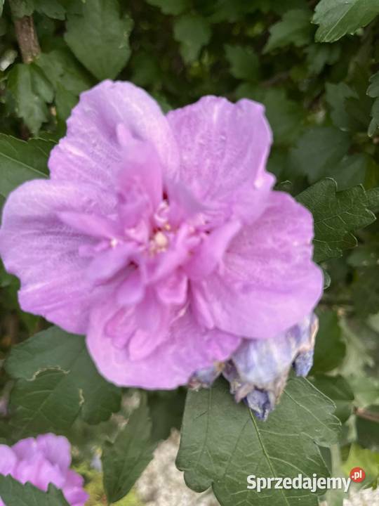 Sprzedam sadzonki hibiskusa lubelskie Puławy