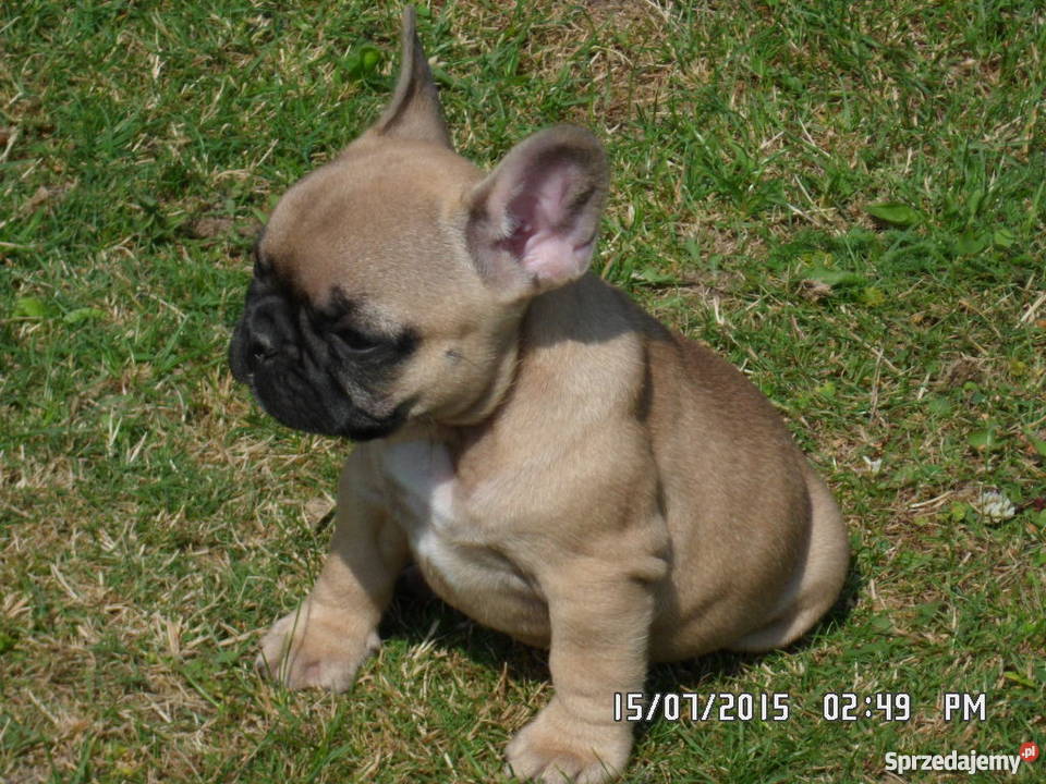 Buldog Francuski rodowód FCI ZKwP