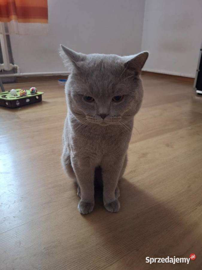 Kocur Brytyjski krótkowłosy reproduktor Chełm