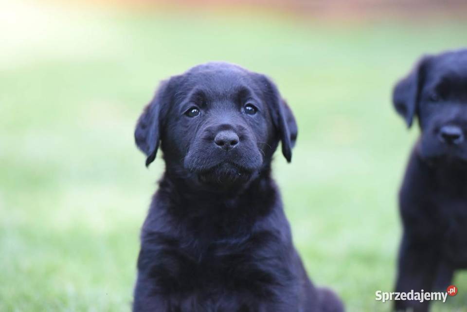 Labrador czarne szczeniaki Milicz