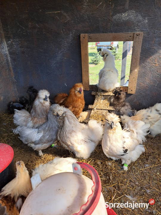 Sprzedam silki Ptaki mazowieckie Pepłowo