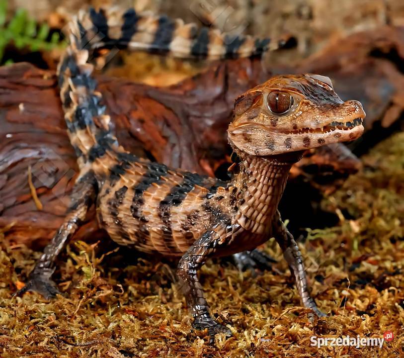 Młode Kajmany Schneidera Paleosuchus trigonatus Katowice