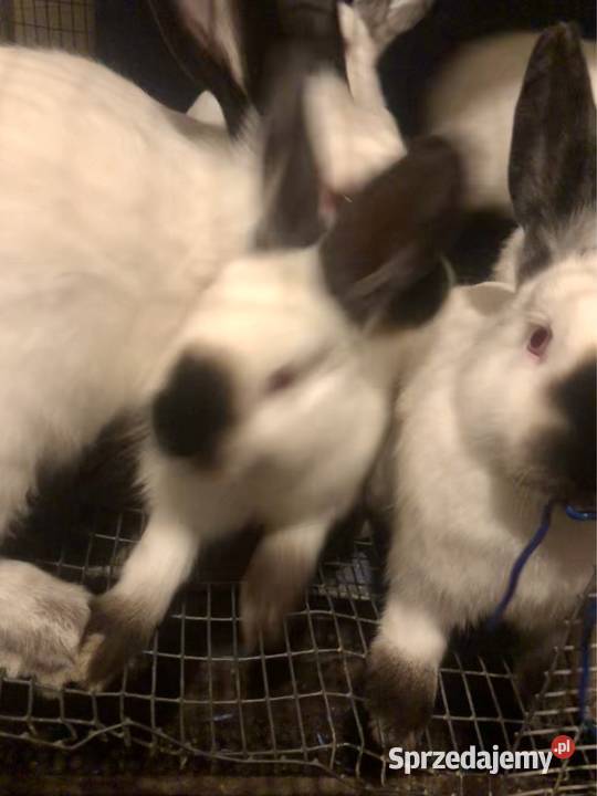 Krolik Kalifornia śląskie Puńców