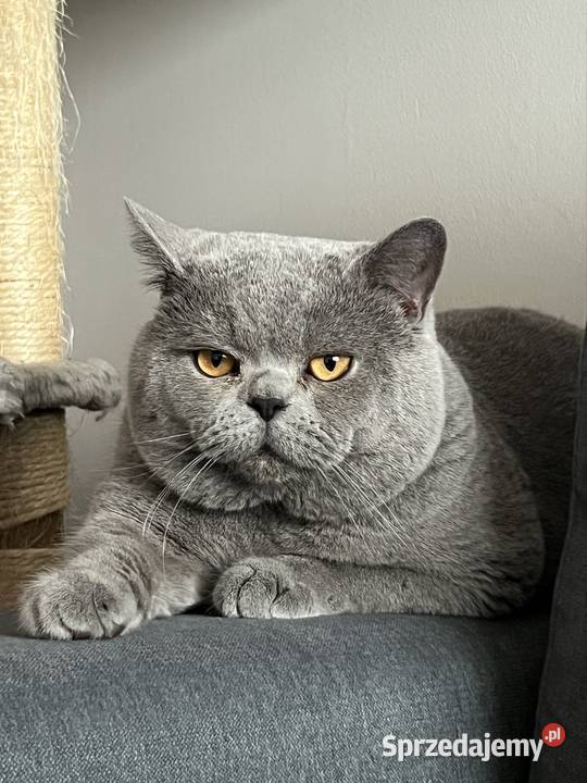 Reproduktor kocur brytyjski niebieski Międzyrzecz