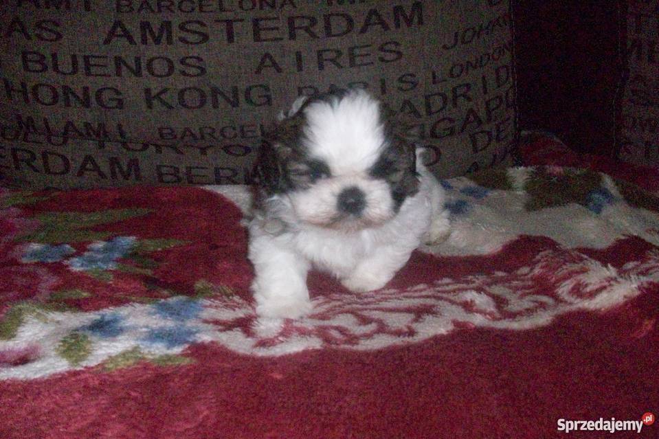 Pieski shihtzu Zwierzęta