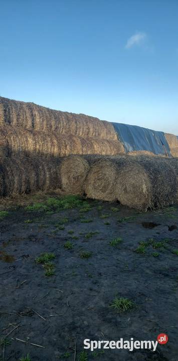 Sprzedam słomę w balotach Rolnictwo Baruchowo