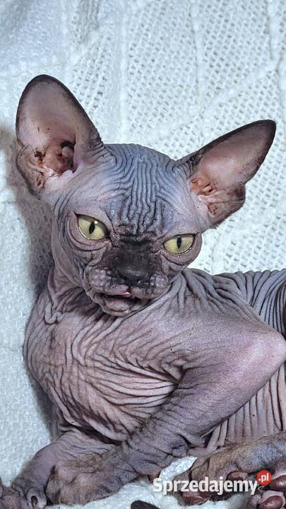 Kocurek Sfinks na Hodowle Warszawa sprzedam