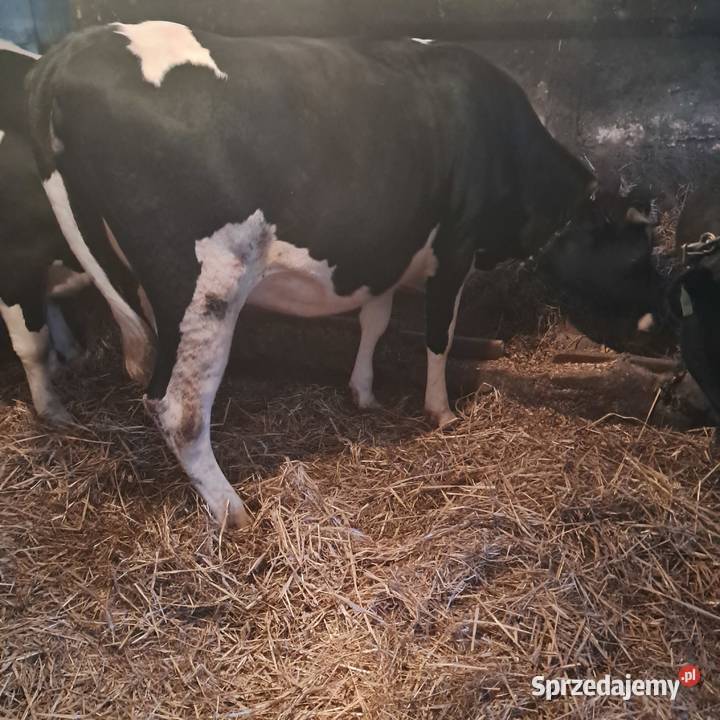Sprzedam jałówki cielne