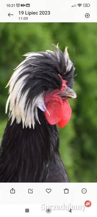 JAJA LĘGOWE CZUBATKI Łochów