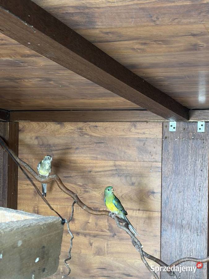Świergoty Stanisławów
