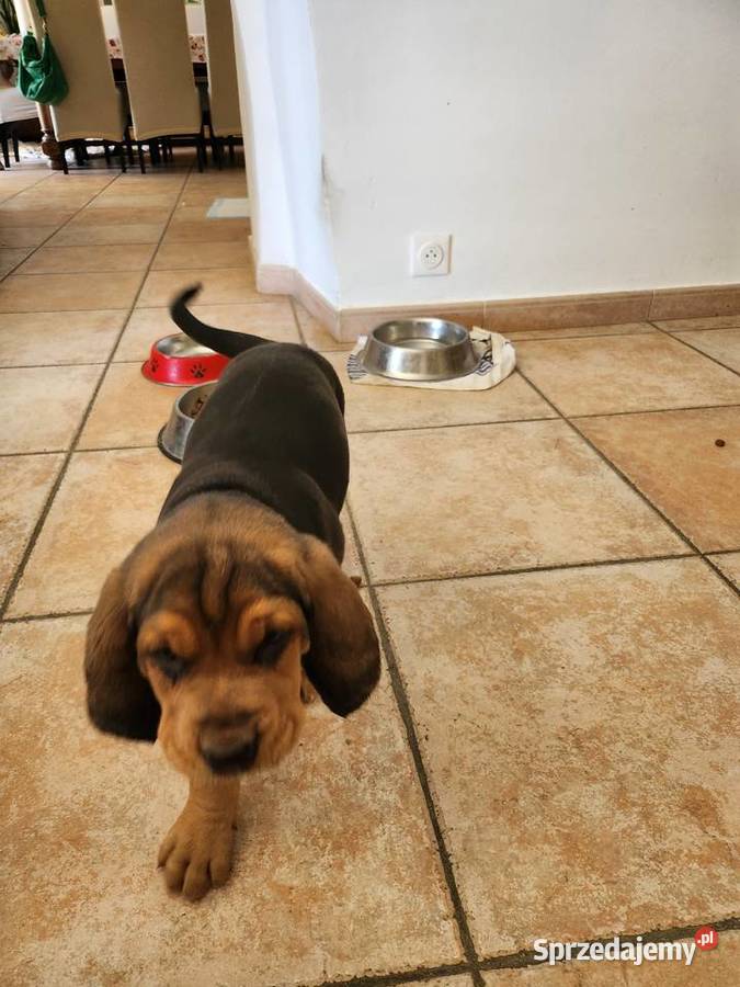 SZCZENIETA OGARA POLSKIEGO ZWYCIESCY SWIATA RAS sprzedam