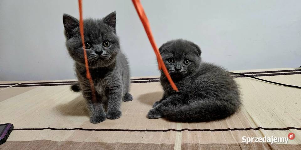 Koty rasowe mazowieckie Warszawa sprzedam