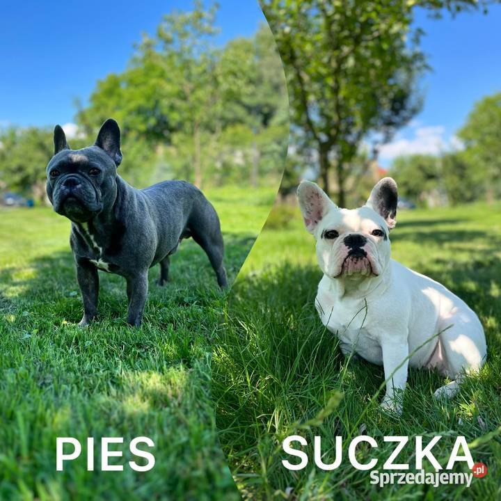 Buldog francuski szczeniak blue french buldog Częstochowa sprzedam