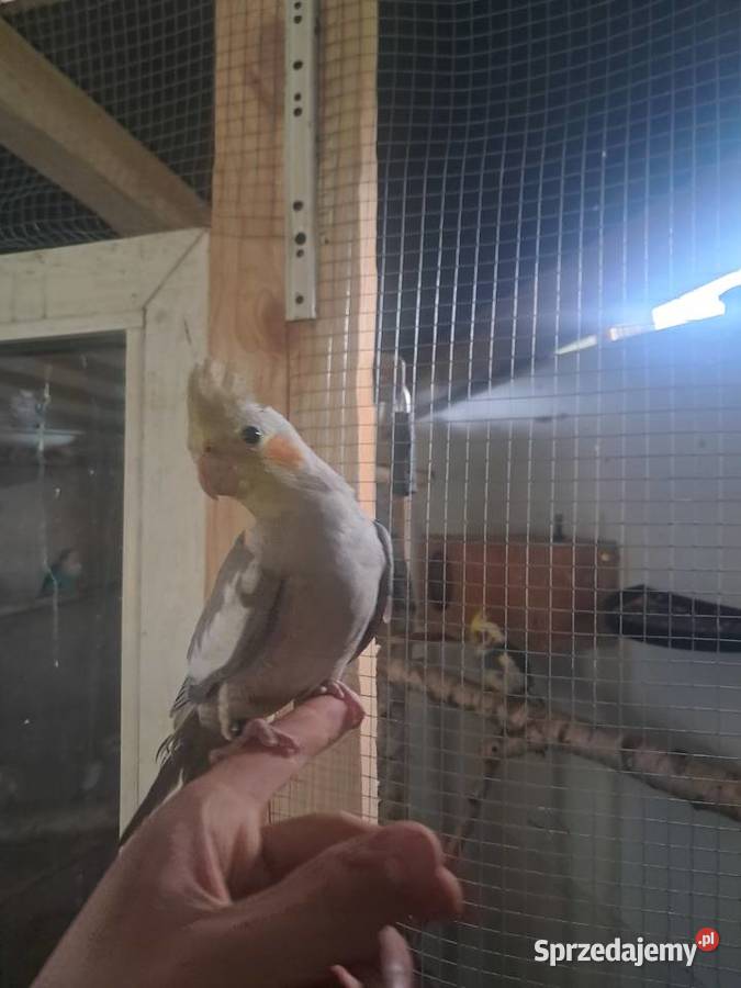 samiczka nimfa z 2025roku