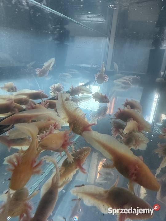 Axolotl Aksolotl Salamandra Meksykańska Zwierzęta wielkopolskie