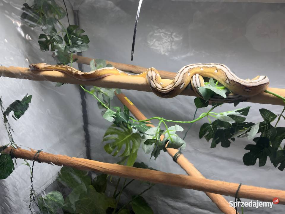 Pyton siatkowy super dwarf samiec sprzedam