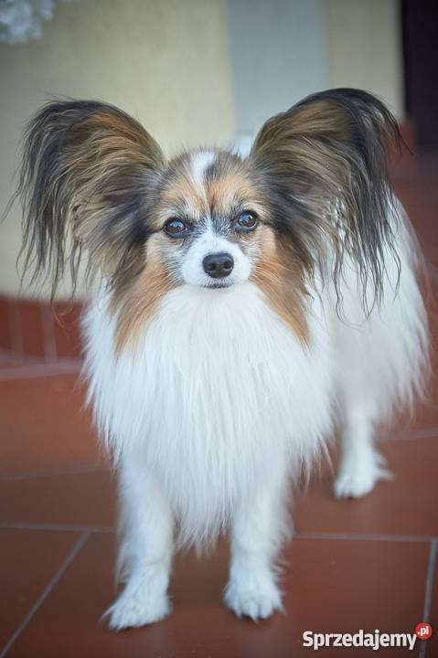 Szczeniaki Papillon trikolor mazowieckie Grójec sprzedam