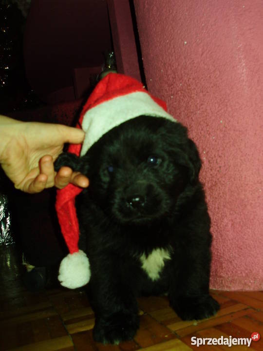 nowofundlandniufki z rodowodem FCI Krotoszyn sprzedam