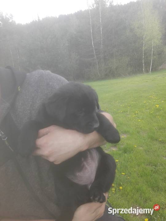 Szczeniaki LabradorHusky