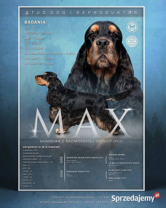 Cocker spaniel szczeniaki ZKwPFCI Koszalin