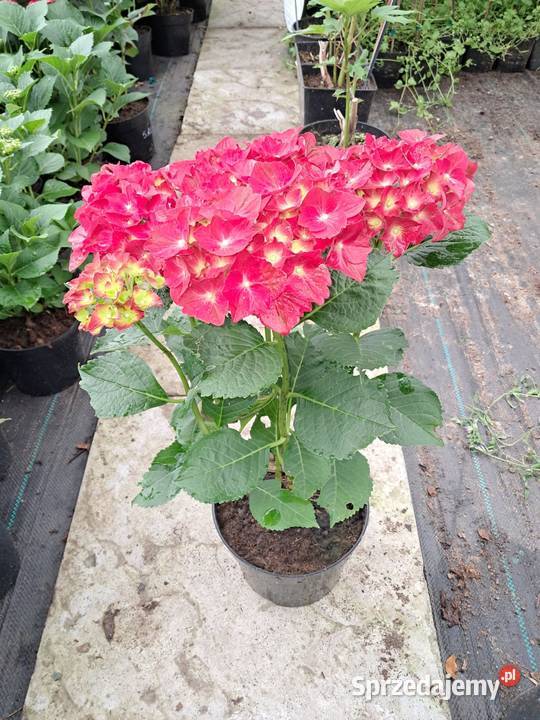 Hortensja ogrodowa hydrangea macrophylla Knurów