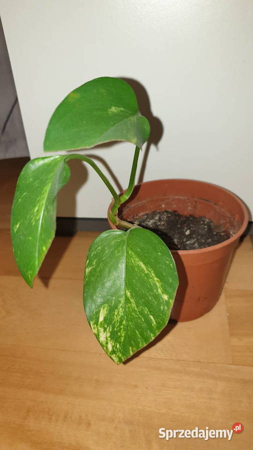Epipremnum złociste epi Warszawa sprzedam