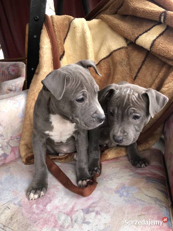 Amstaff szczeniaki Sutków