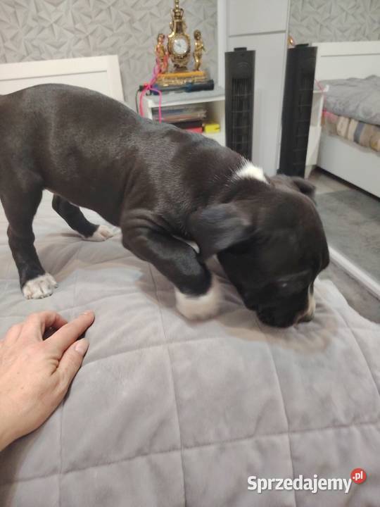 Sprzedam szczeniaki amstaffa zostały już chlopcy Amstaff Dzierżoniów