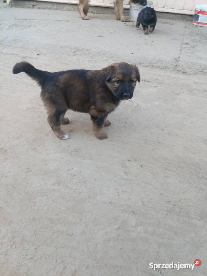 Sprzedam malutkie owczarki niemieckie