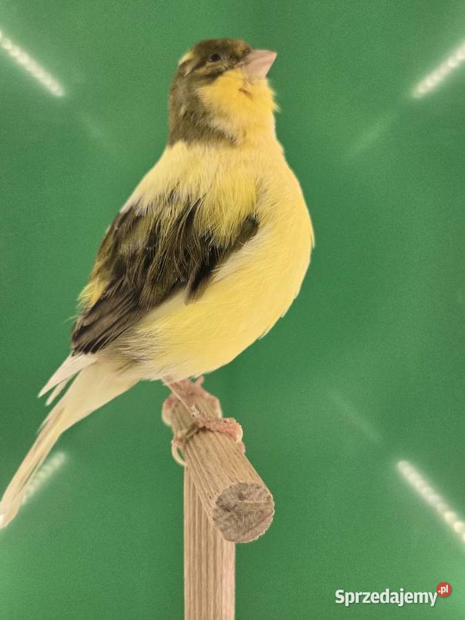 Kanarki mini border Staszów