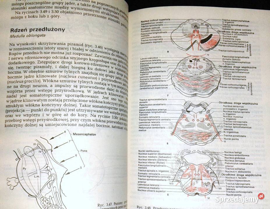 Diagnostyka topograficzna w neurologii Peter lubelskie Chełm