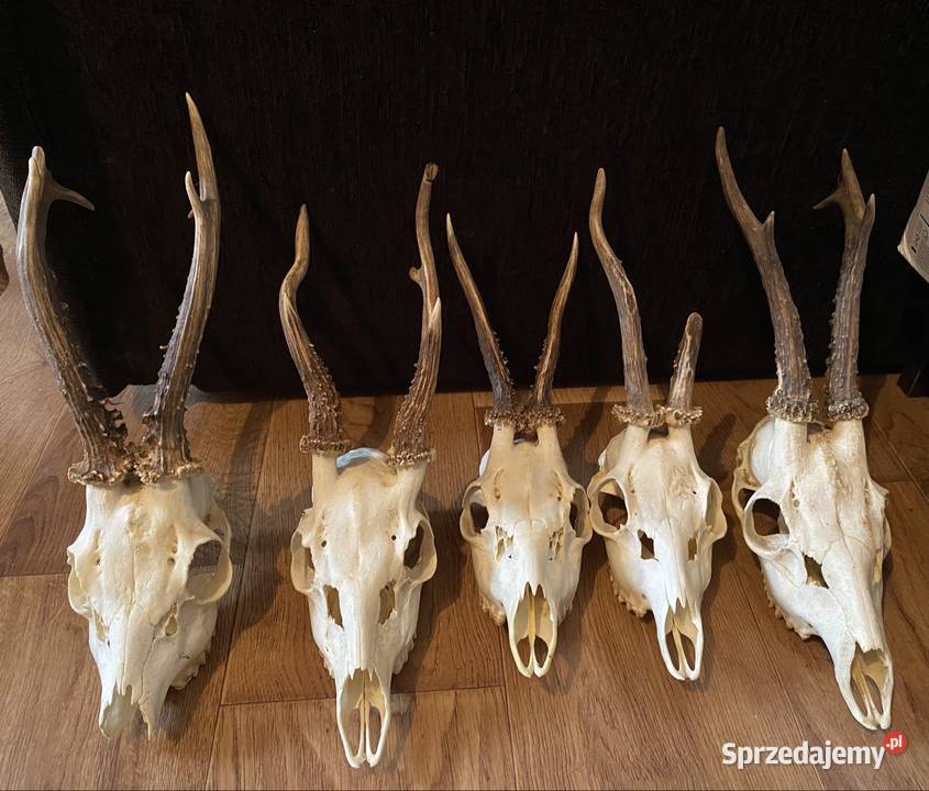 Koziołki Porostki Poroże Bisztynek