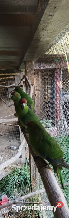 Rozelle białolice Modrolotki Kraśnik