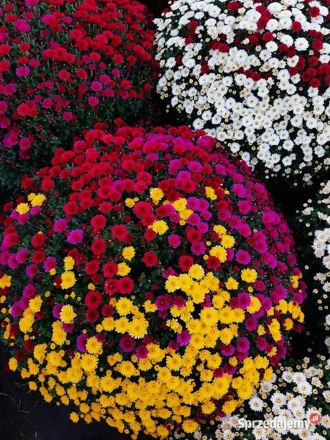 Chryzantemy cięte i doniczkowe