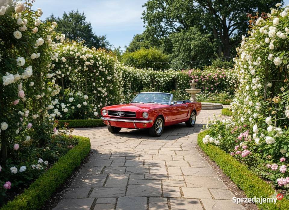 Ford Mustang 1965 kabrio auto Do Ślubu na wesele Konstantynów Łódzki