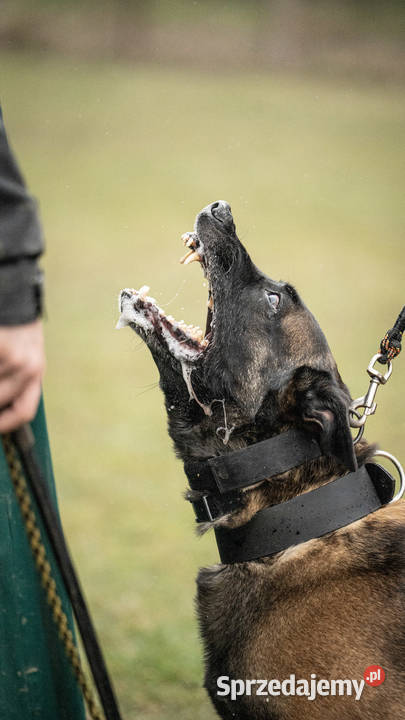 Owczarek belgijski Malinois FCI Zapowiedz miotu