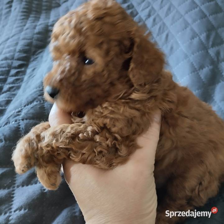 Pudel miniaturowy red rezerwacja Zgierz sprzedam