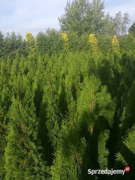 Tuja kula danica tuja szmaragd świerki srebrne Mielec