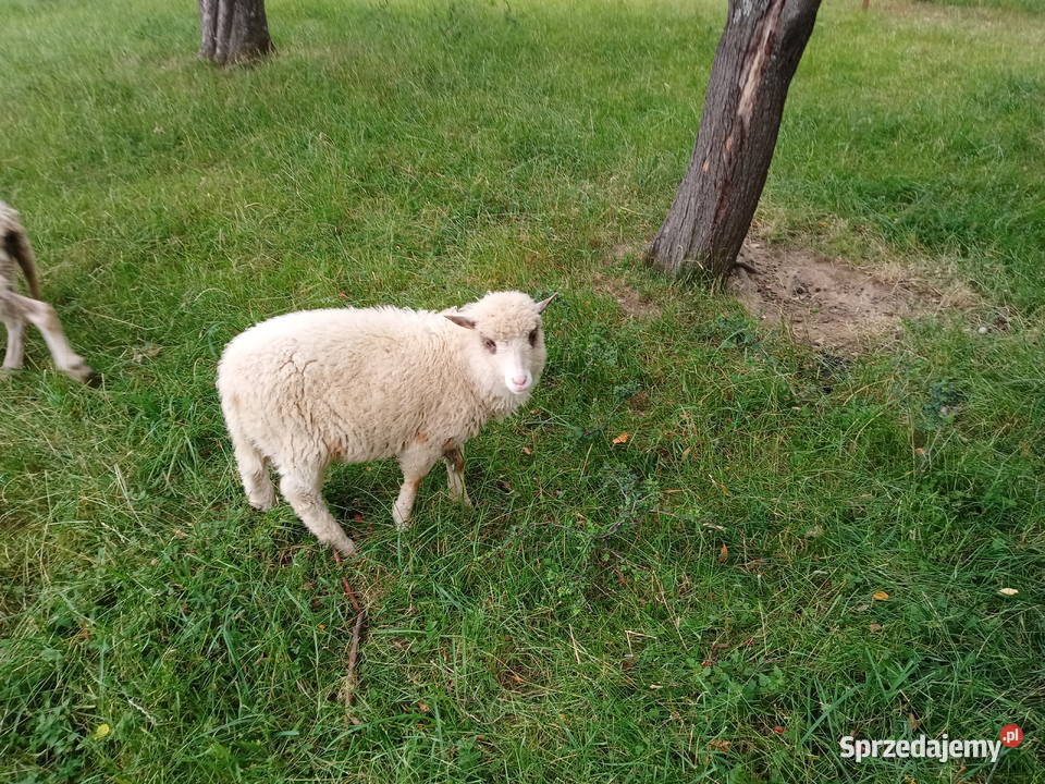 Sprzedam jagnięta