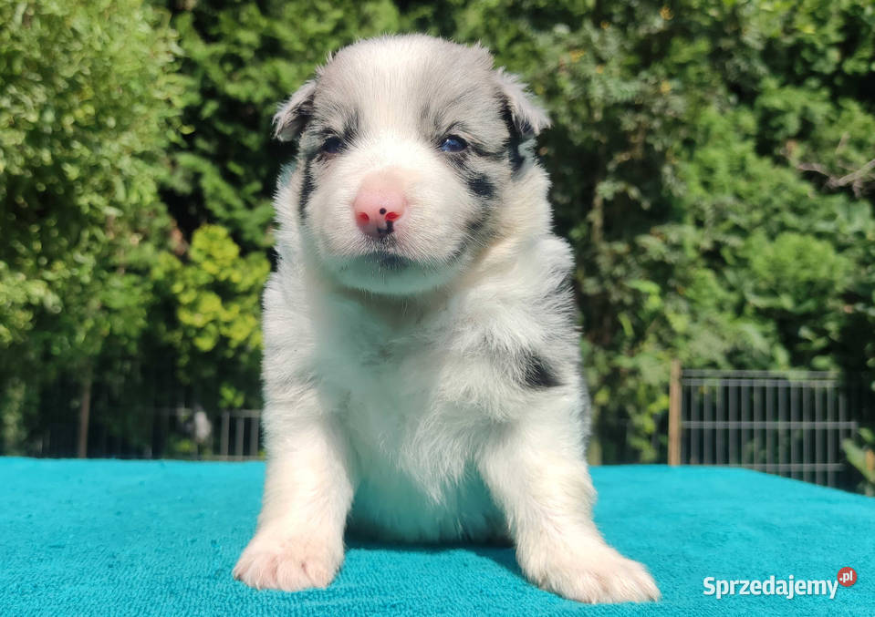 Piękny szczeniak BORDER COLLIE z Hodowli Rasowy