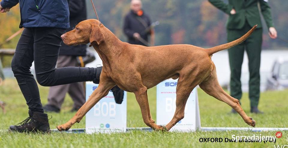 Wyżeł węgierski krótkowłosy szczeniaki Hola