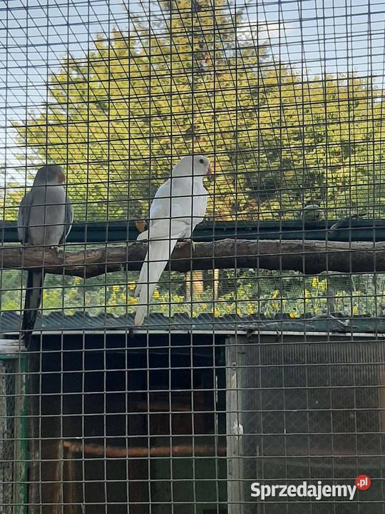 Księżniczki walii albino Skała