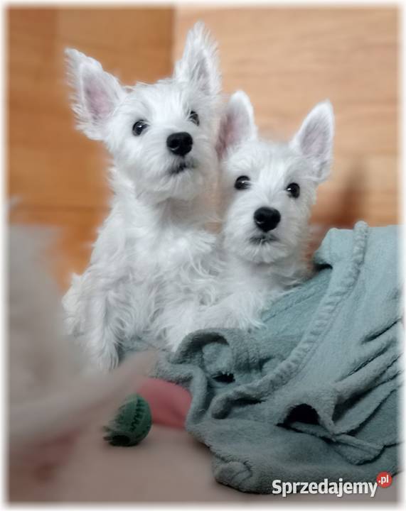 West Highland White Terrier DNA CMO0 westie 2025