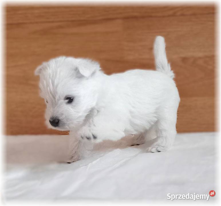 West Highland White Terrier ZKwP FCI suczka Zwierzęta