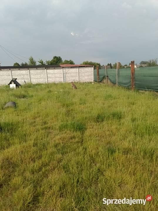 Sprzedam kangura Gryzonie świętokrzyskie Konieczno